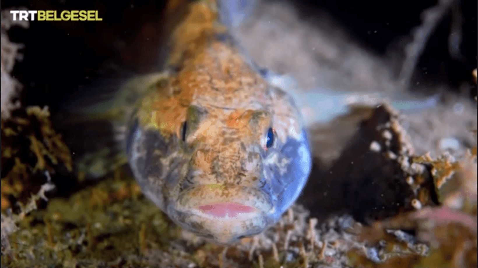 TRT Belgesel-Türkiye karasularının altındaki büyüleyici dünya! 