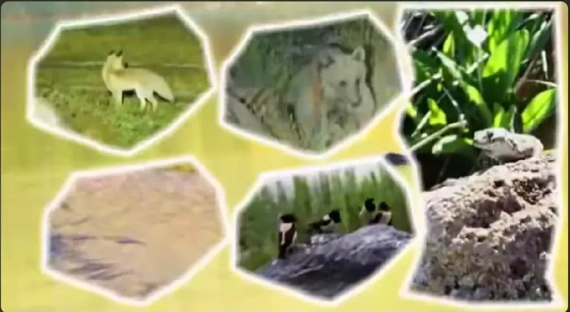 Nemrut kraterinin sakinleri belgeseli 2021