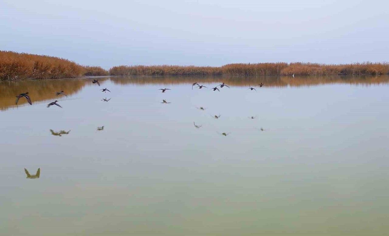 Bitlis'te Göç Etmeyen Kuşlar Sıcak Sulara Sığındı