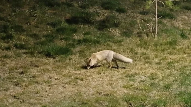 Şehre inen tilkiler Cihan hocamızın objektiflerine takıldılar.